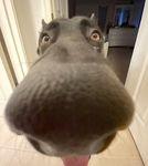 Doggybesties