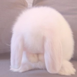 ꒰ᐢ. .ᐢ꒱