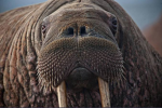 Walrus Ops