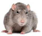 Ratz Workshop