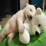We Bare Bears UGC
