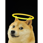 The children of doge