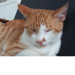 Cutie Cat!