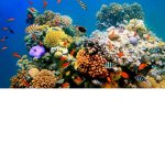 Coral fam