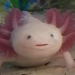 | Axolotl Armies | Group Thumbnail