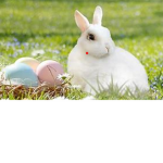 Bunny squad RULES!