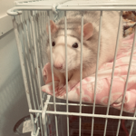Le lonley rats
