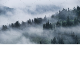 the forest.