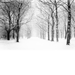The Snow Clan Squads