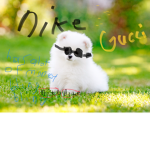 Just the dogs group