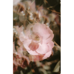flxwerzz