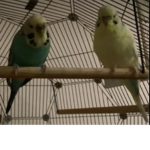 Remsey and friend :)