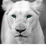 Cool panthers