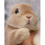 Bunny bundle