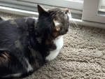 cat owner and dog owner group