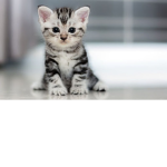 Il gattino cute