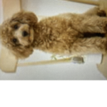 Poodle hotel
