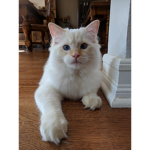 DonateForCats