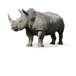Rhino robbers