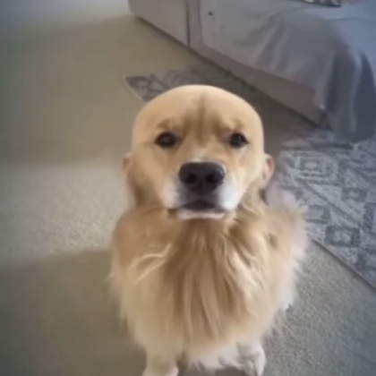 Bald dog Roblox decal
