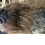 The attack of dogs