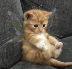 kittycats<3_