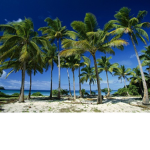 Eat Palms