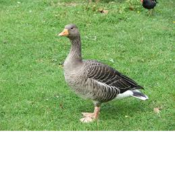 Untitled Goose Game