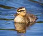 Ducky cherry fans