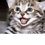 Cat burger name