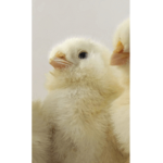 Chicken Leg Bis Group