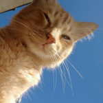 tom