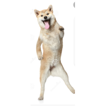 Dog dances group