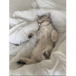 Kittyz kittens