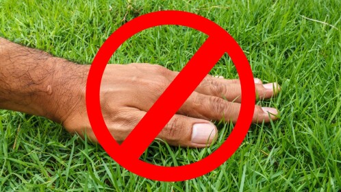 Don't Touch Grass