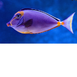Fishy republic