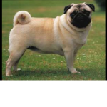 Pugster gang