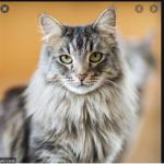 The cats land