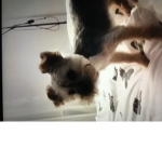 Welcome to Mrs dog