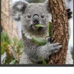 Koala girls and boys