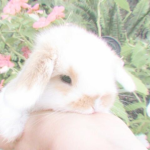 Lia's bunnies