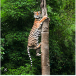 Electric Animals