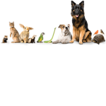 come share your pets