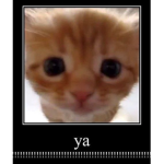 caaat
