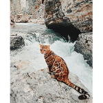 Gʟᴏssʏ ᴀʀᴍʏ