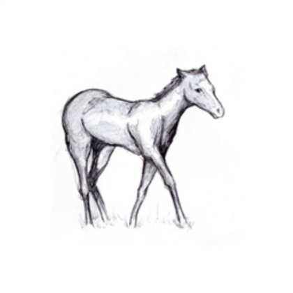Horse(Foal) (Drawing) Roblox decal