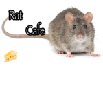 The Rat cult gang