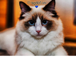Lil’ ragdoll cats