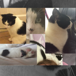 Purrr-fections Fan Group
