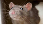 Slug rats